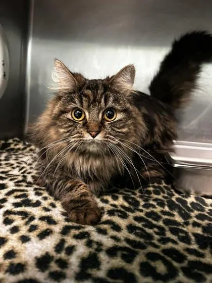 An adult small-sized female Domestic Long Hair cat named Moo Moo Angel for adoption in Spruce Pine, NC