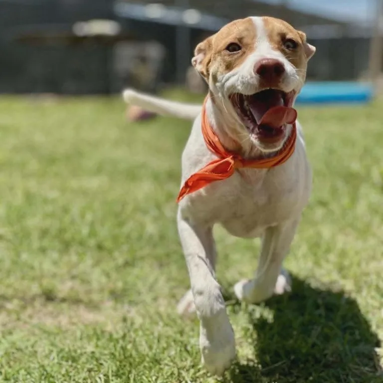 A young medium-sized female White / Cream English Pointer dog named Ginger for adoption in Leesburg, GA
