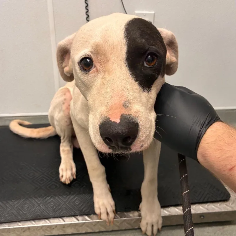 An adult medium-sized male White / Cream Mixed Breed dog named Duke for adoption in Abilene, TX