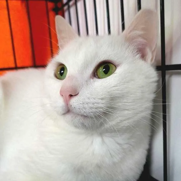A young medium-sized male White Domestic Short Hair cat named Pasha for adoption in Jessup, MD