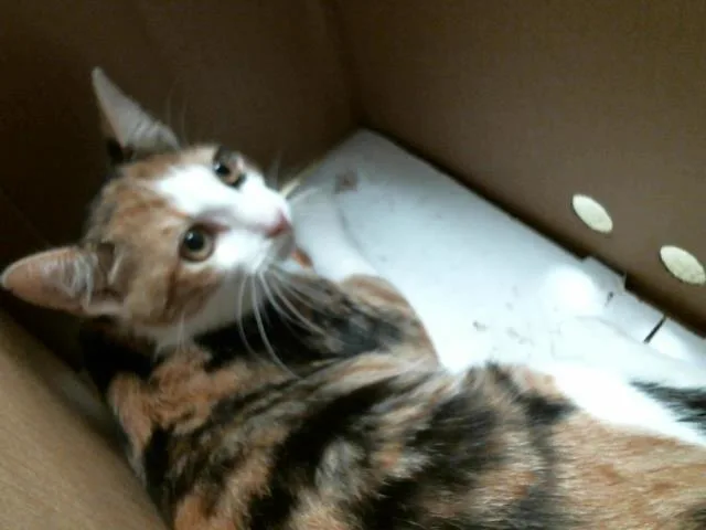 A young small-sized female Domestic Short Hair cat named Sugar for adoption in Houston, TX
