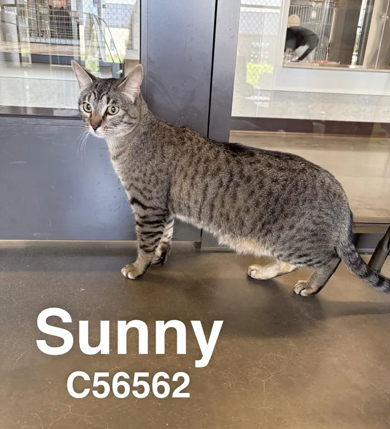 An adult medium-sized male Domestic Short Hair cat named Sunny for adoption in Clarksville, TN