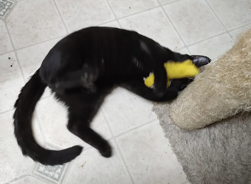 A young medium-sized female Black Domestic Short Hair cat named Amber for adoption in Batavia, OH