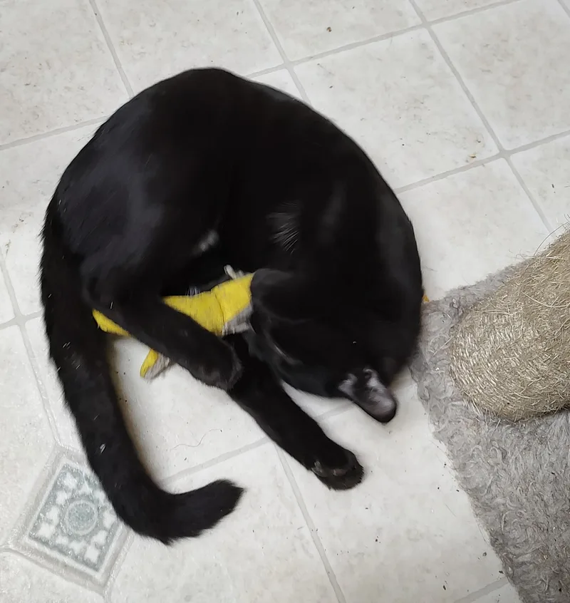 Amber thumbnail 3