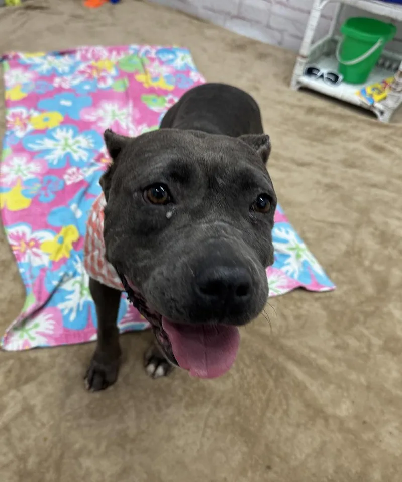 An adult medium-sized female Mixed Breed dog named Kelly Overton for adoption in Detroit, MI