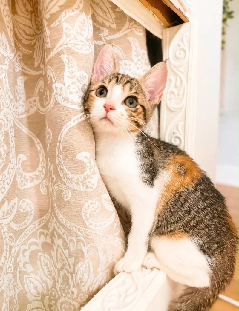 Lani