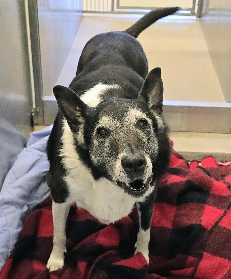 A senior large-sized female Tricolor (Brown, Black, & White) Collie dog named Elle for adoption in Amityville, NY