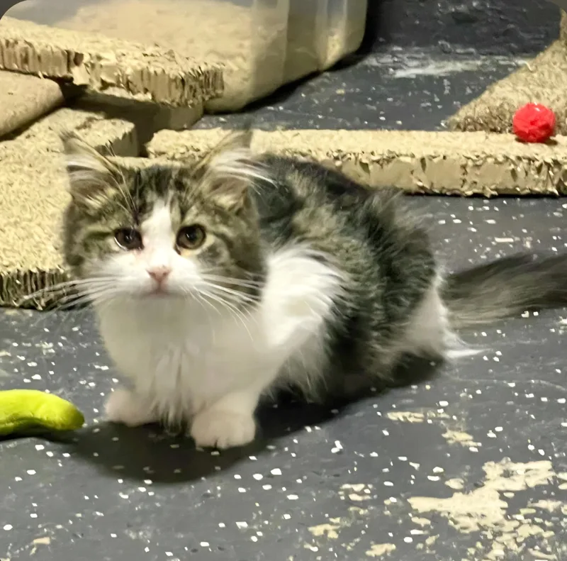 A baby medium-sized female Tabby (Brown / Chocolate) Domestic Medium Hair cat named Daisy for adoption in Benson, MN