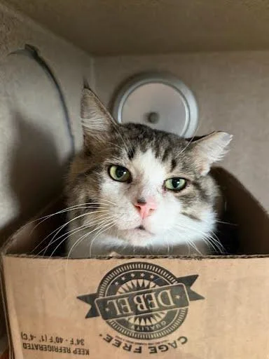 An adult large-sized male Domestic Short Hair cat named Ottawa for adoption in Washington, DC