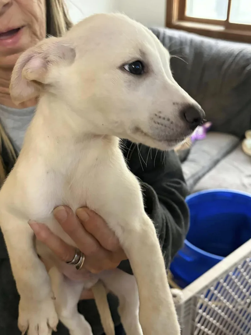 A baby medium-sized male Apricot / Beige Australian Shepherd dog named Milo for adoption in Clinton, WI