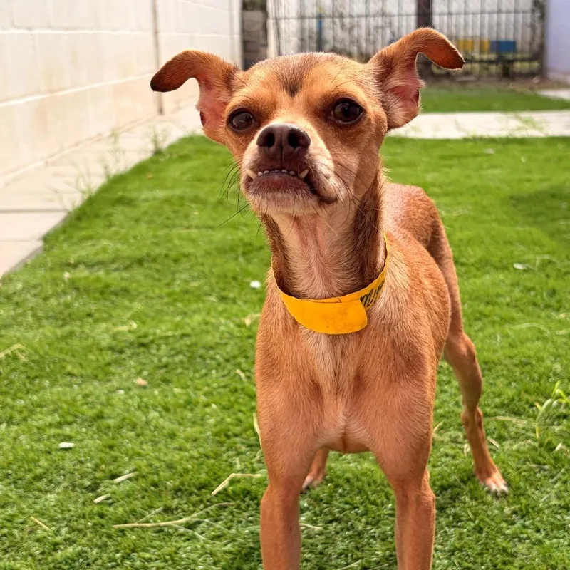 An adult small-sized male Chihuahua dog named Miguel for adoption in Laredo, TX