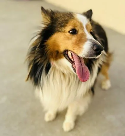 Firethorn thumbnail 2