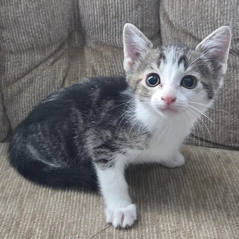 A baby small-sized male Brown / Chocolate Domestic Short Hair cat named Ringo for adoption in Kansas City, MO