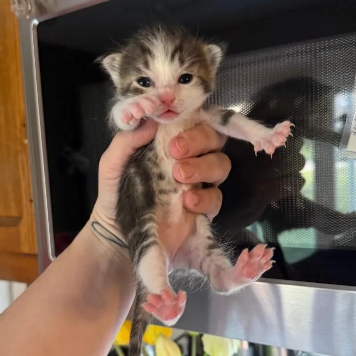 Ringo thumbnail 2