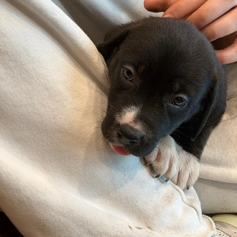 A baby small-sized female Black Pit Bull Terrier dog named Cerulean for adoption in Austin, TX