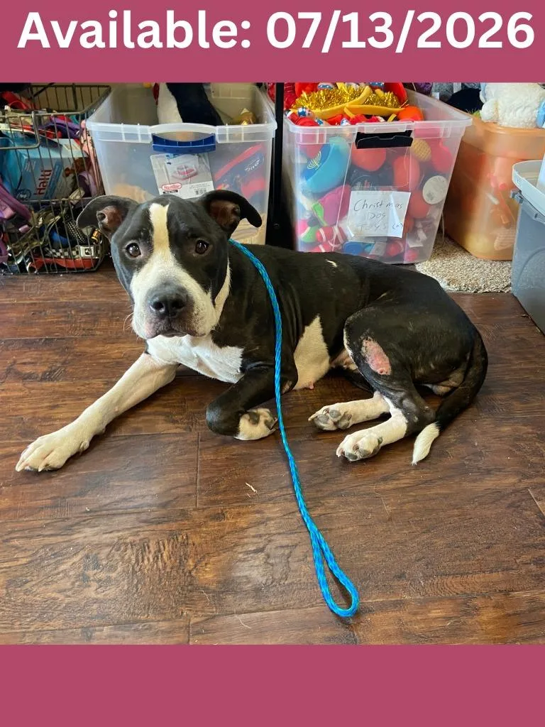 An adult medium-sized female Pit Bull Terrier dog named Dog Kennel Sunny for adoption in Greenville, TX