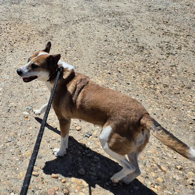 An adult medium-sized female Australian Cattle Dog / Blue Heeler dog named Cassie for adoption in Cumberland , VA