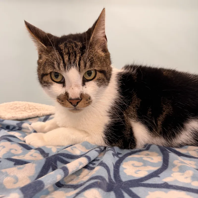 A young medium-sized male Tabby (Brown / Chocolate) Domestic Short Hair cat named Ralphie for adoption in Scranton, PA