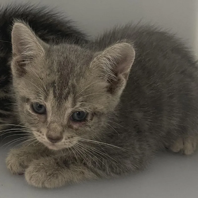 A baby small-sized male Gray / Blue / Silver Domestic Short Hair cat named Tower Bridge for adoption in Columbus, GA