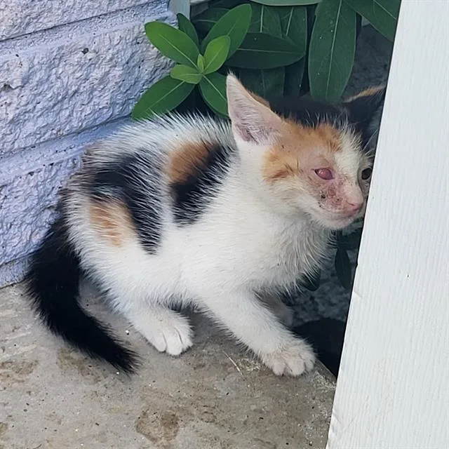 A baby small-sized male Domestic Short Hair cat named Harry for adoption in San Antonio, TX