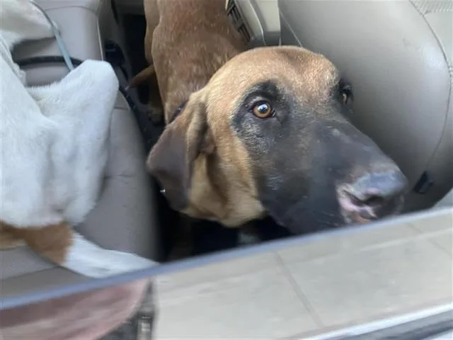 An adult large-sized male Hound dog named Ted for adoption in San Antonio, TX