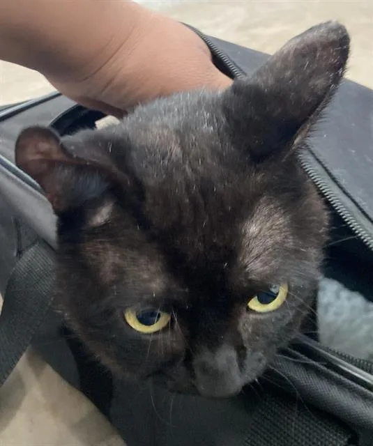 An adult large-sized male Domestic Short Hair cat named Patrick for adoption in Dallas, TX