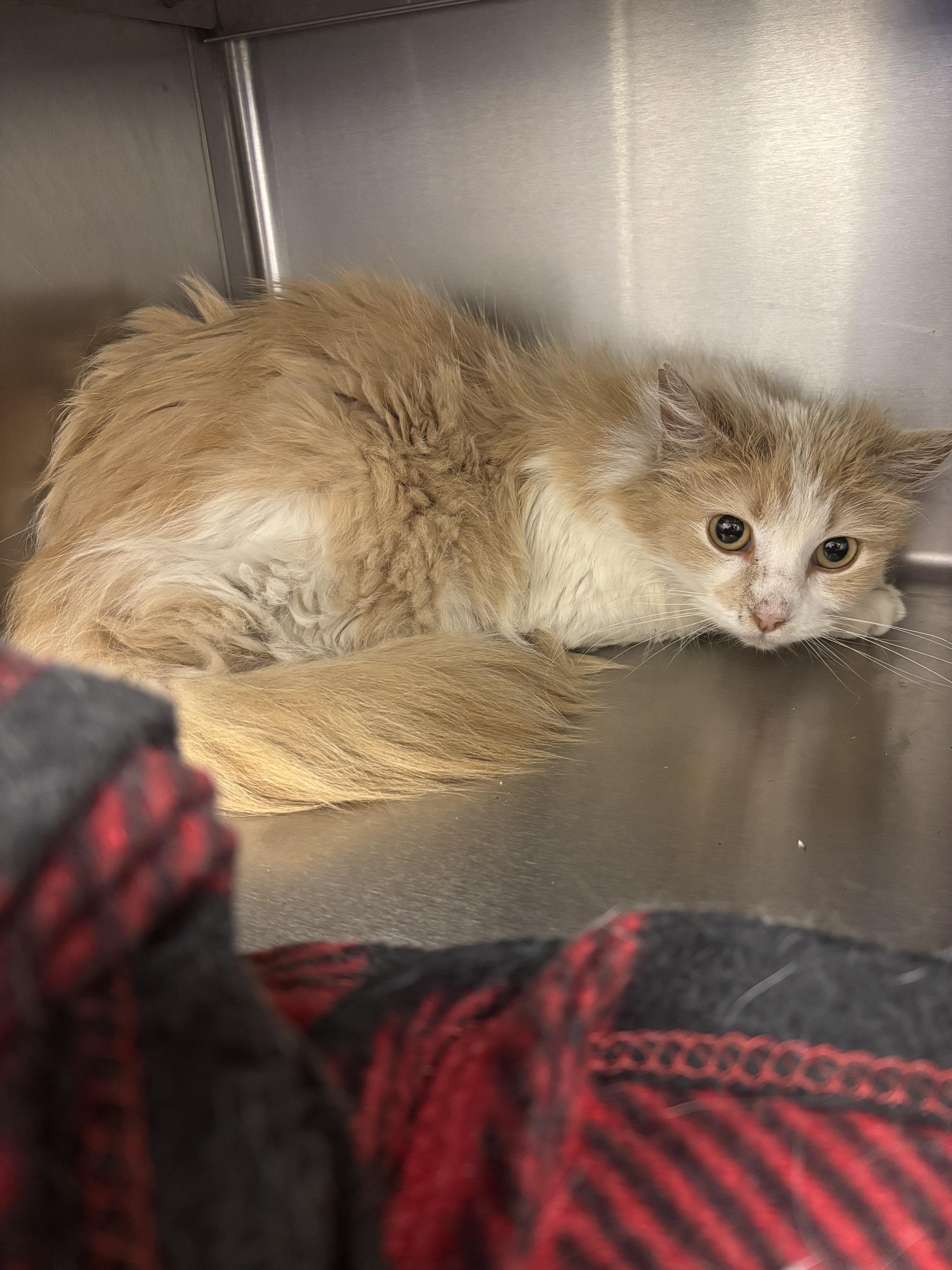 An adult large-sized female Orange & White Domestic Long Hair cat named Genevieve for adoption in Liberty, MO