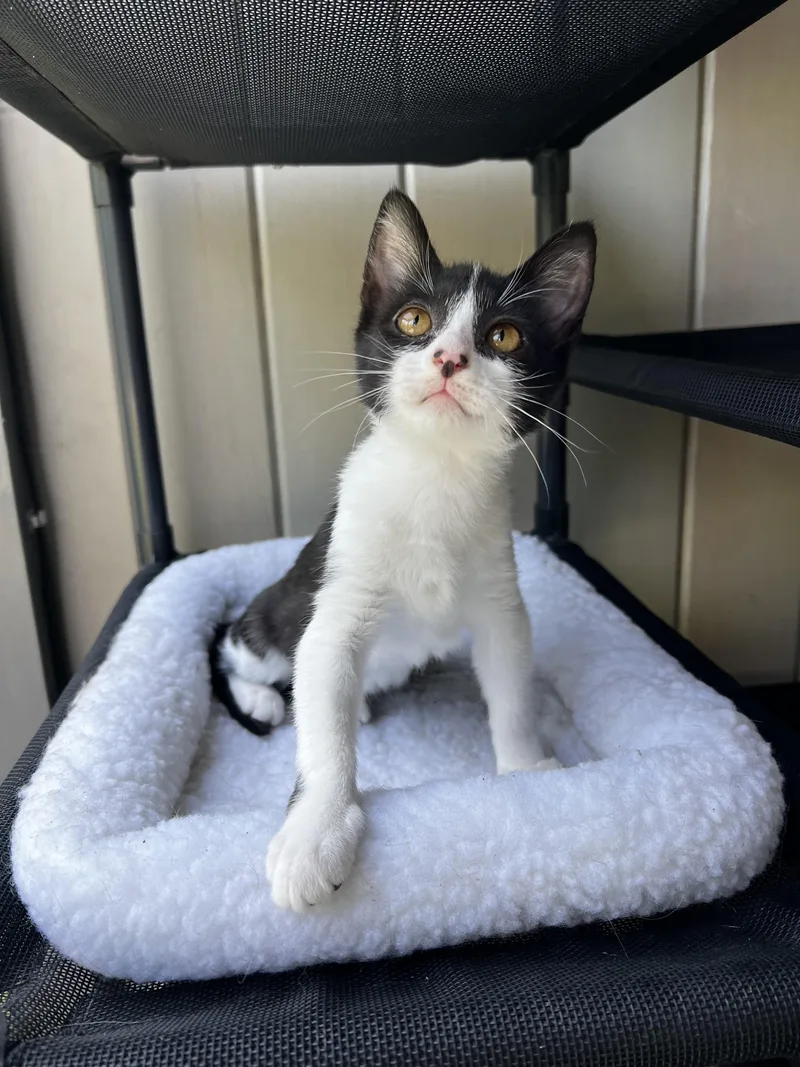 A baby medium-sized female Black & White / Tuxedo Domestic Medium Hair cat named Mini for adoption in Santa Monica, CA