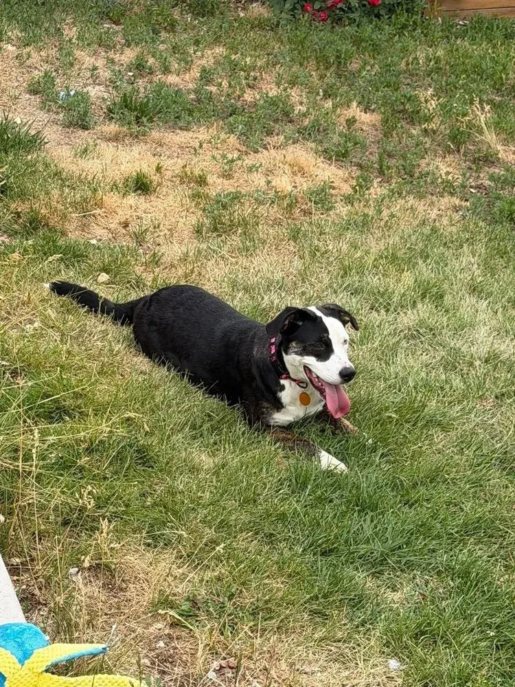 A baby medium-sized female Tricolor (Brown, Black, & White) Catahoula Leopard Dog dog named Ruby for adoption in Colorado Springs, CO