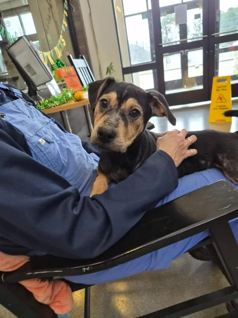 A baby small-sized male Mixed Breed dog named Lb Hinklesgunner for adoption in Rome, GA