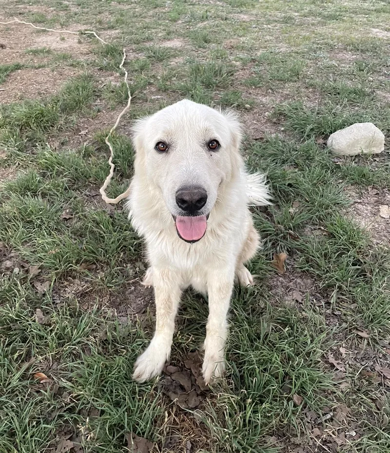 An adult large-sized female Great Pyrenees dog named Anastasia SAT for adoption in Quinlan, TX