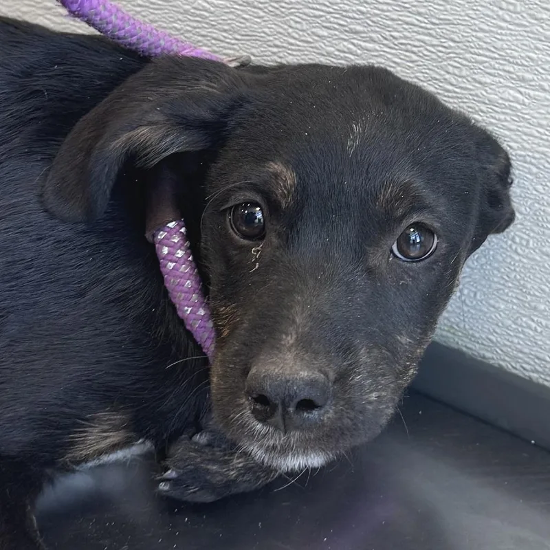 A baby small-sized male Black Mixed Breed dog named Amaryills for adoption in Las Cruces, NM
