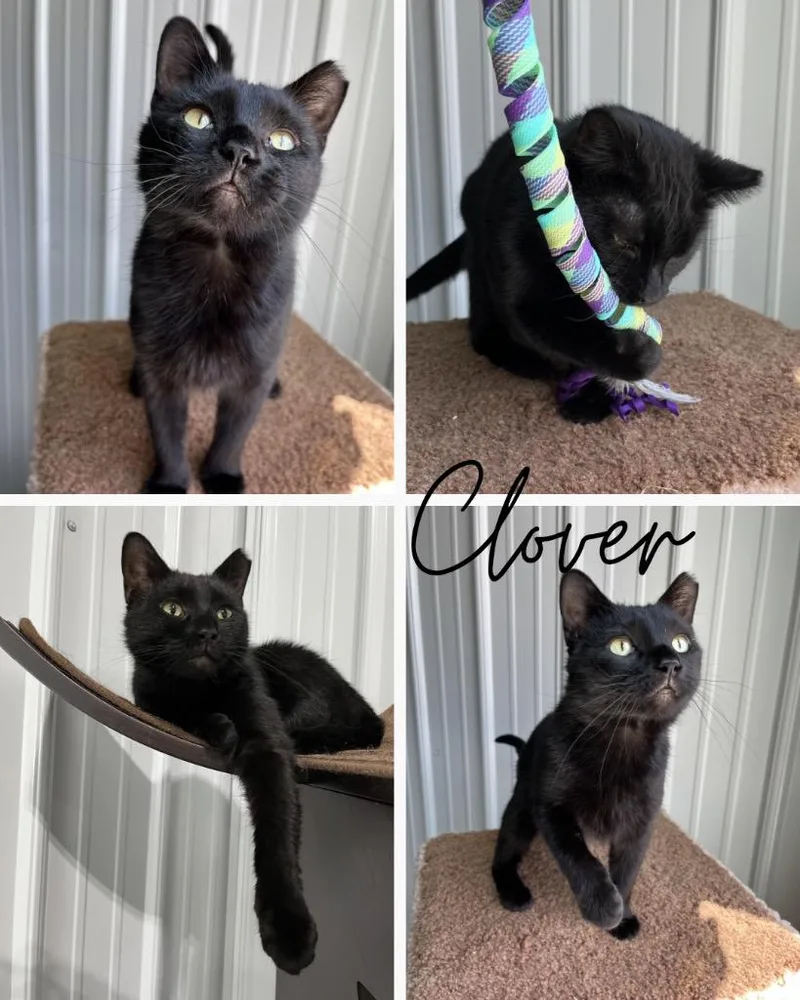 A young medium-sized female Domestic Short Hair cat named Clover for adoption in Pierceton, IN