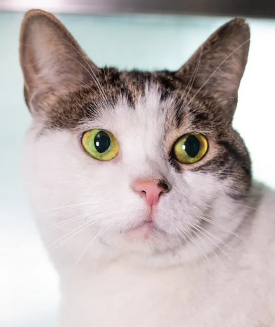 An adult small-sized female Domestic Short Hair cat named Kimchi for adoption in Boston, MA