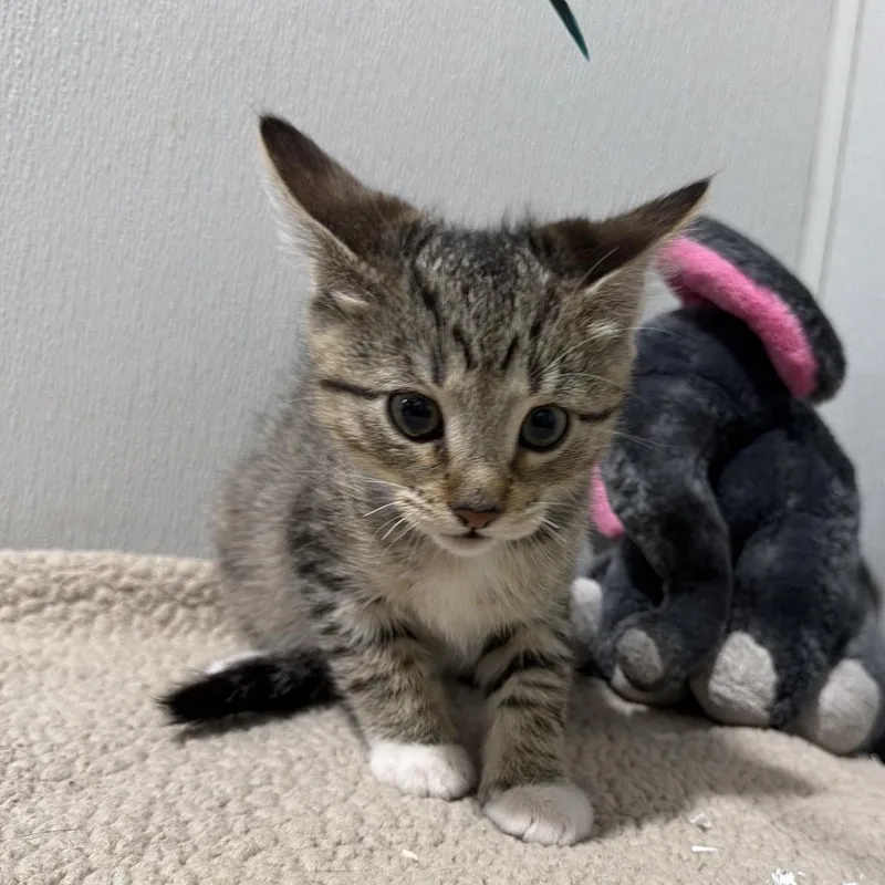 A baby small-sized male Domestic Short Hair cat named Hoover for adoption in Tampa, FL