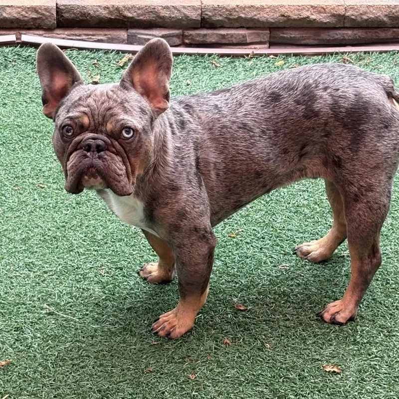 An adult medium-sized male Gray / Blue / Silver French Bulldog dog named Enzo for adoption in Rochester, MN