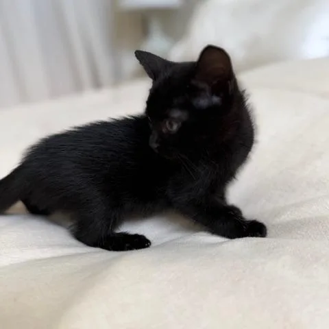 A baby small-sized female Black Domestic Short Hair cat named Harriet for adoption in Houston, TX