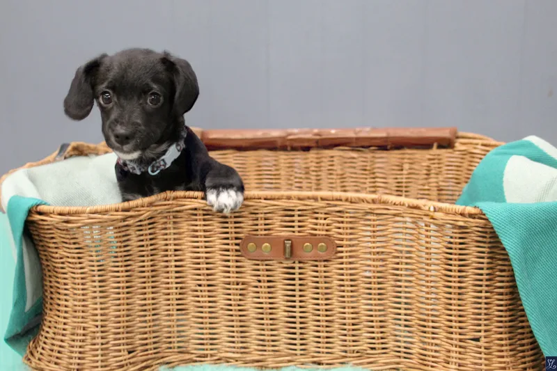 Macadamia thumbnail 3