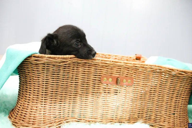 Macadamia thumbnail 4