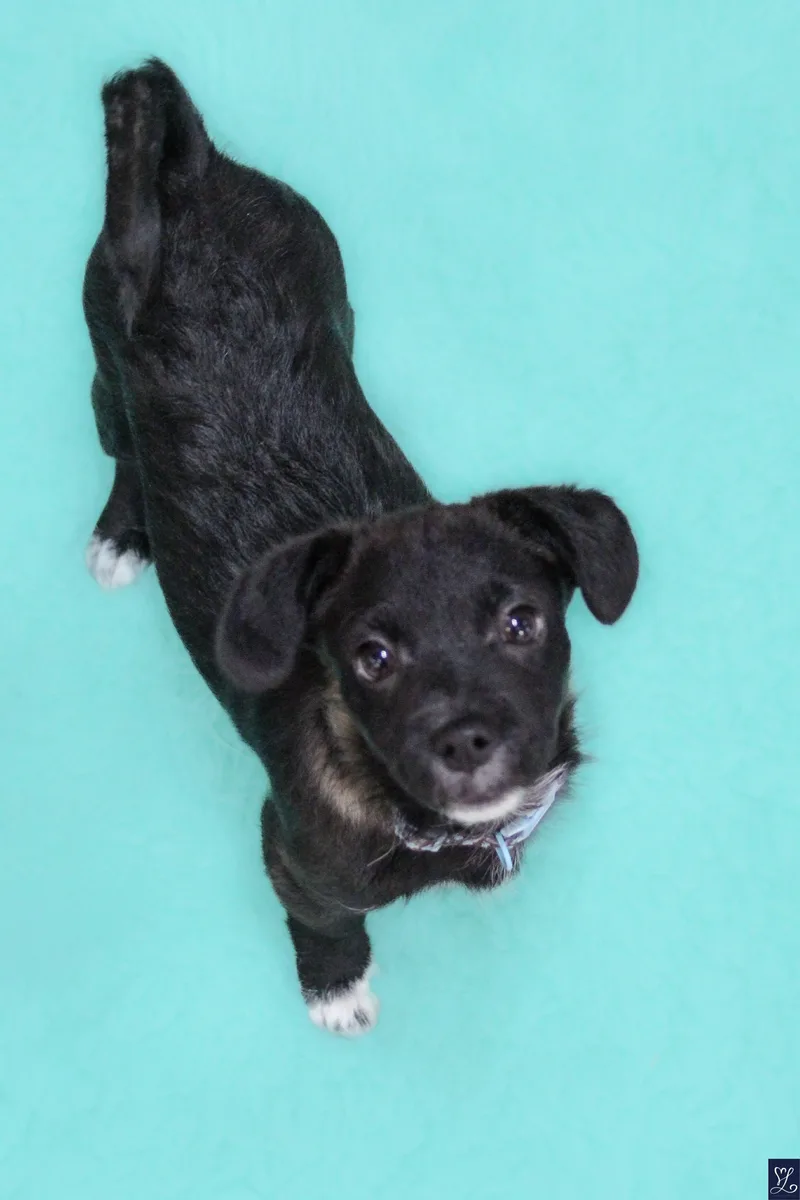 Macadamia thumbnail 5