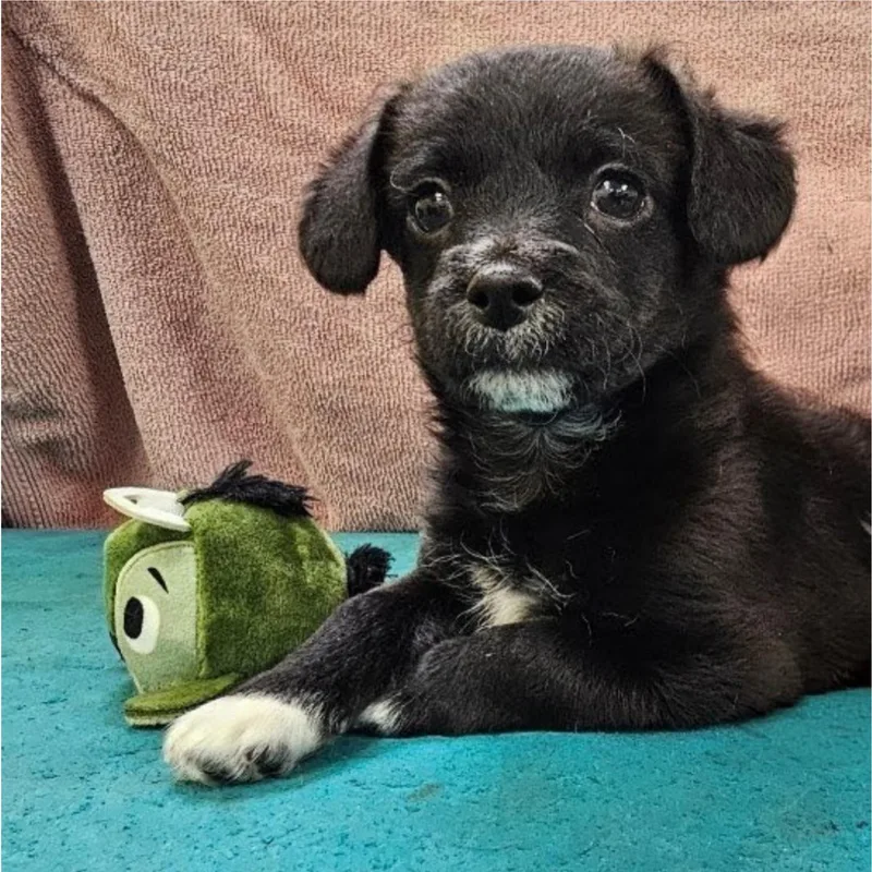 Macadamia thumbnail 6