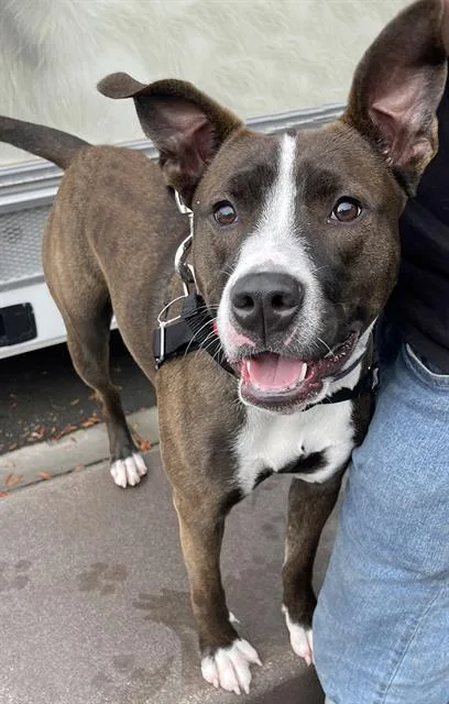 A young large-sized female Pit Bull Terrier dog named Alice for adoption in Alameda, CA