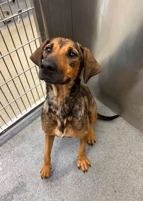 An adult large-sized female Mixed Breed dog named Cafe for adoption in Dallas, TX