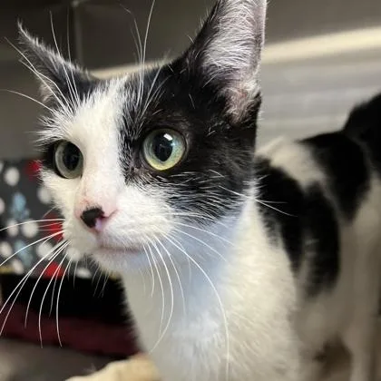 An adult medium-sized female Black Domestic Short Hair cat named Undyne for adoption in Lansing, MI