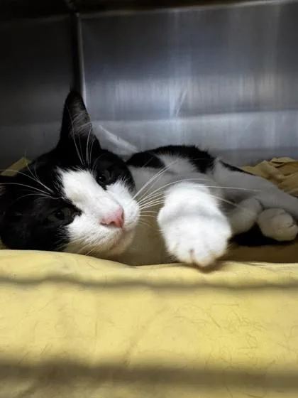An adult small-sized male Domestic Medium Hair cat named Angelo for adoption in Roseville, CA