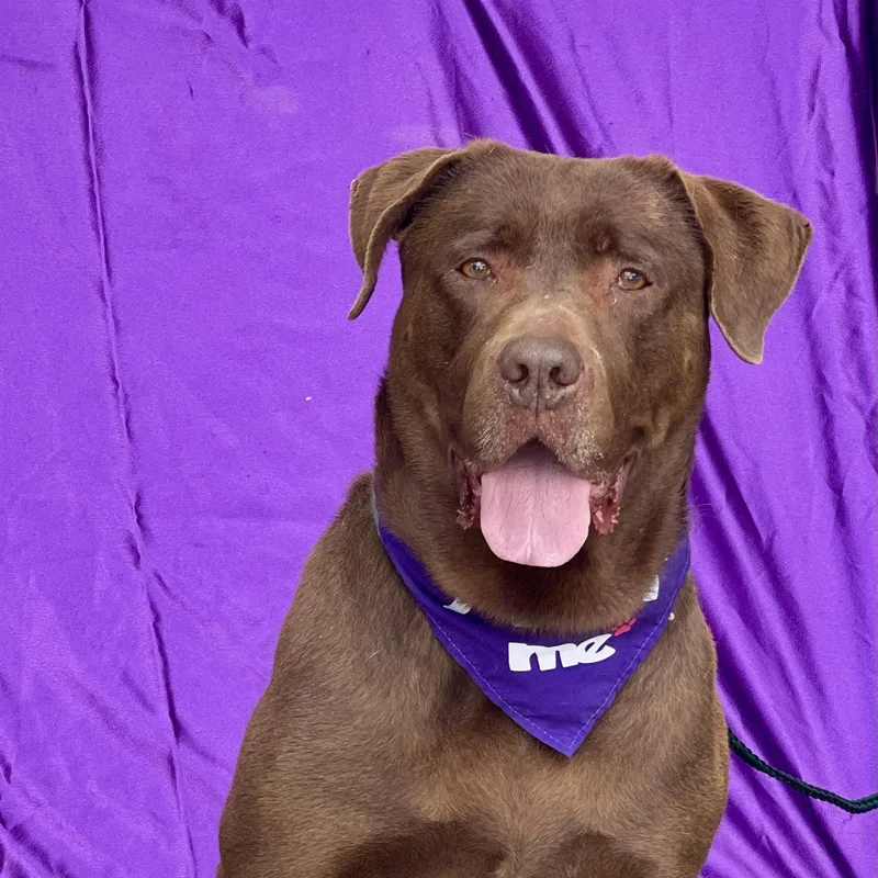 A young large-sized female Brown / Chocolate Chocolate Labrador Retriever dog named Missy for adoption in Rowland Heights, CA