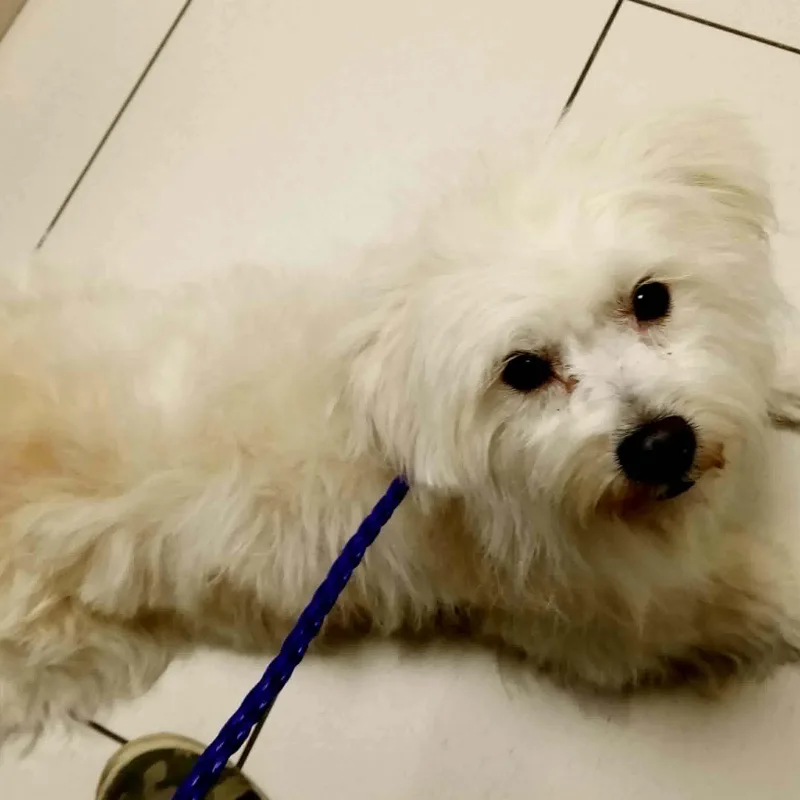A young small-sized female Maltese dog named Bonbon for adoption in Homer Glen, IL