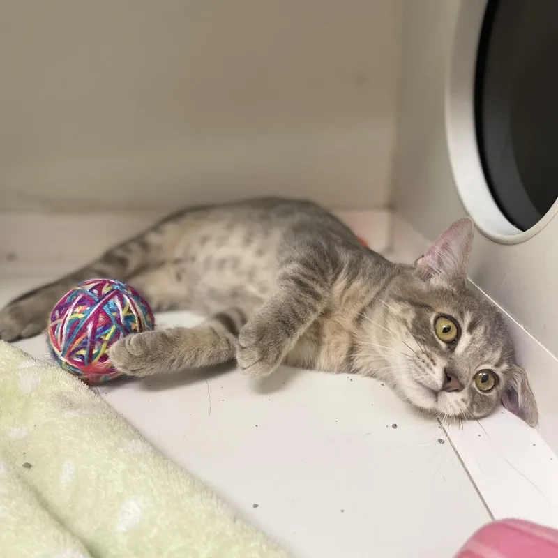 A baby small-sized male Domestic Short Hair cat named Celsius for adoption in Champaign, IL