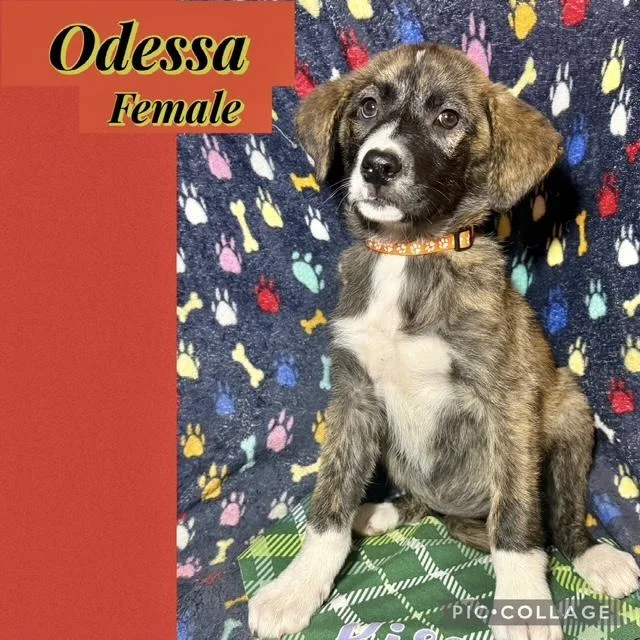 A baby medium-sized female Shepherd dog named Odessa for adoption in Manchester, CT