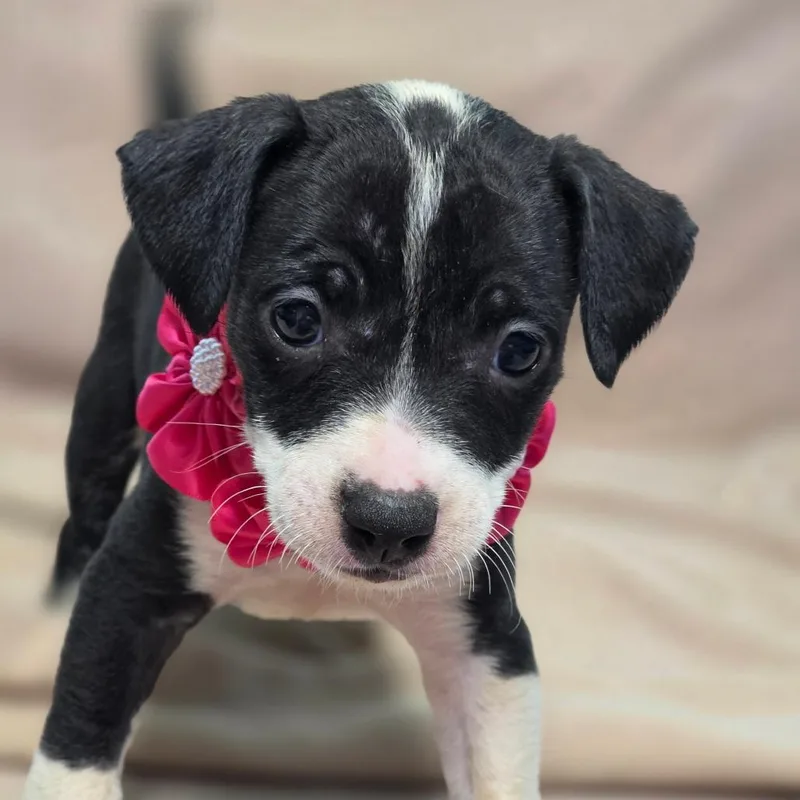 A baby medium-sized female Hound dog named Sneezy for adoption in Wiggins, MS